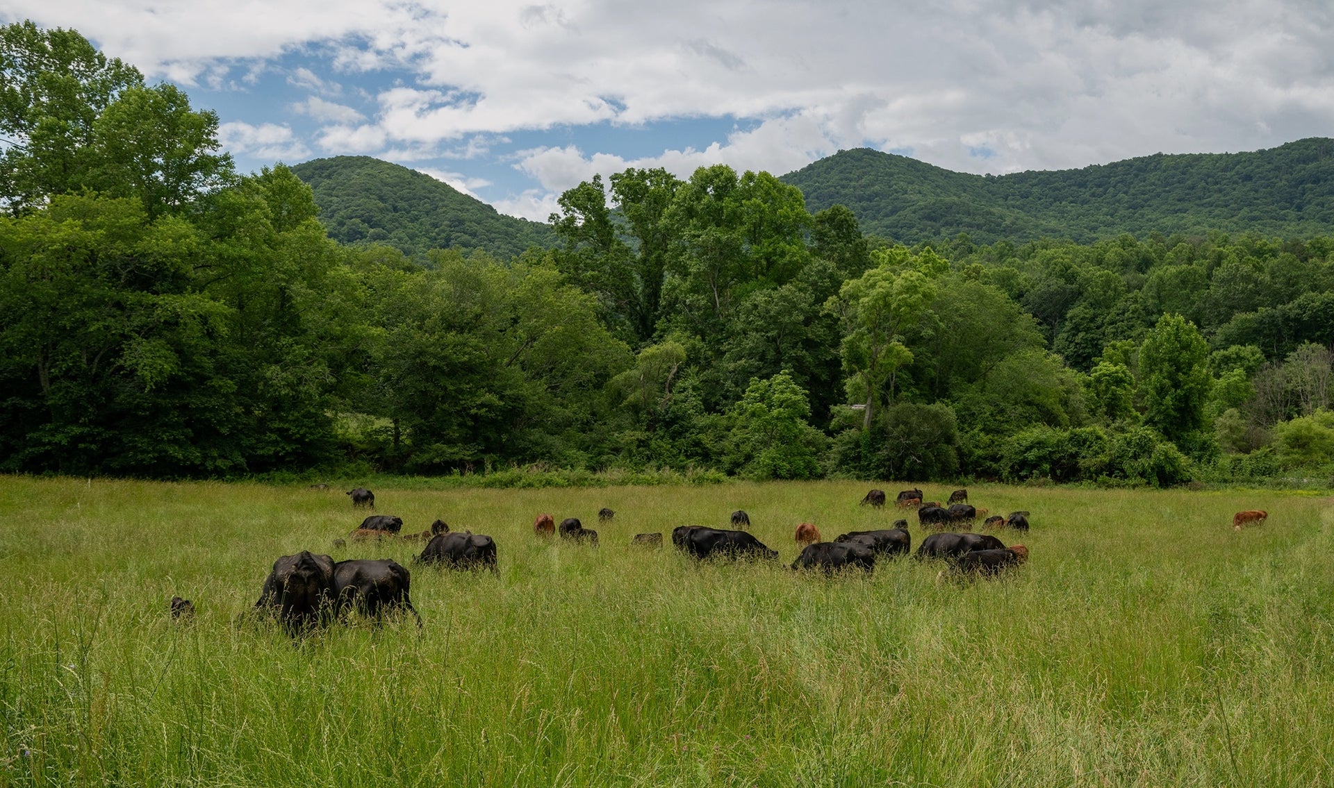 Cattle grazing on green pasture with rolling hills