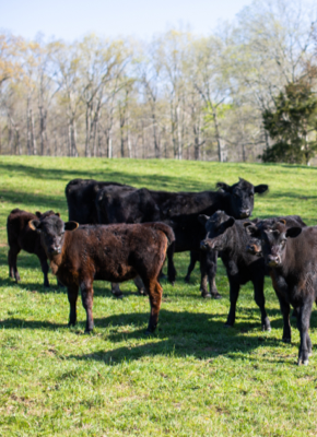 Cattle grazing on open pasture