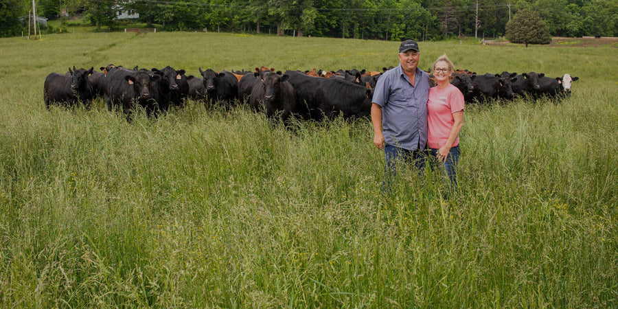 Farmers standing with cattle in pasture